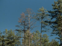 hemolock trees against clear blue sky