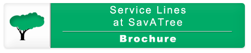 Service Lines at SavATree