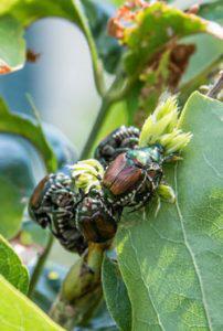 a Japanese beetle