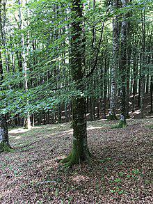 Copper beech tree