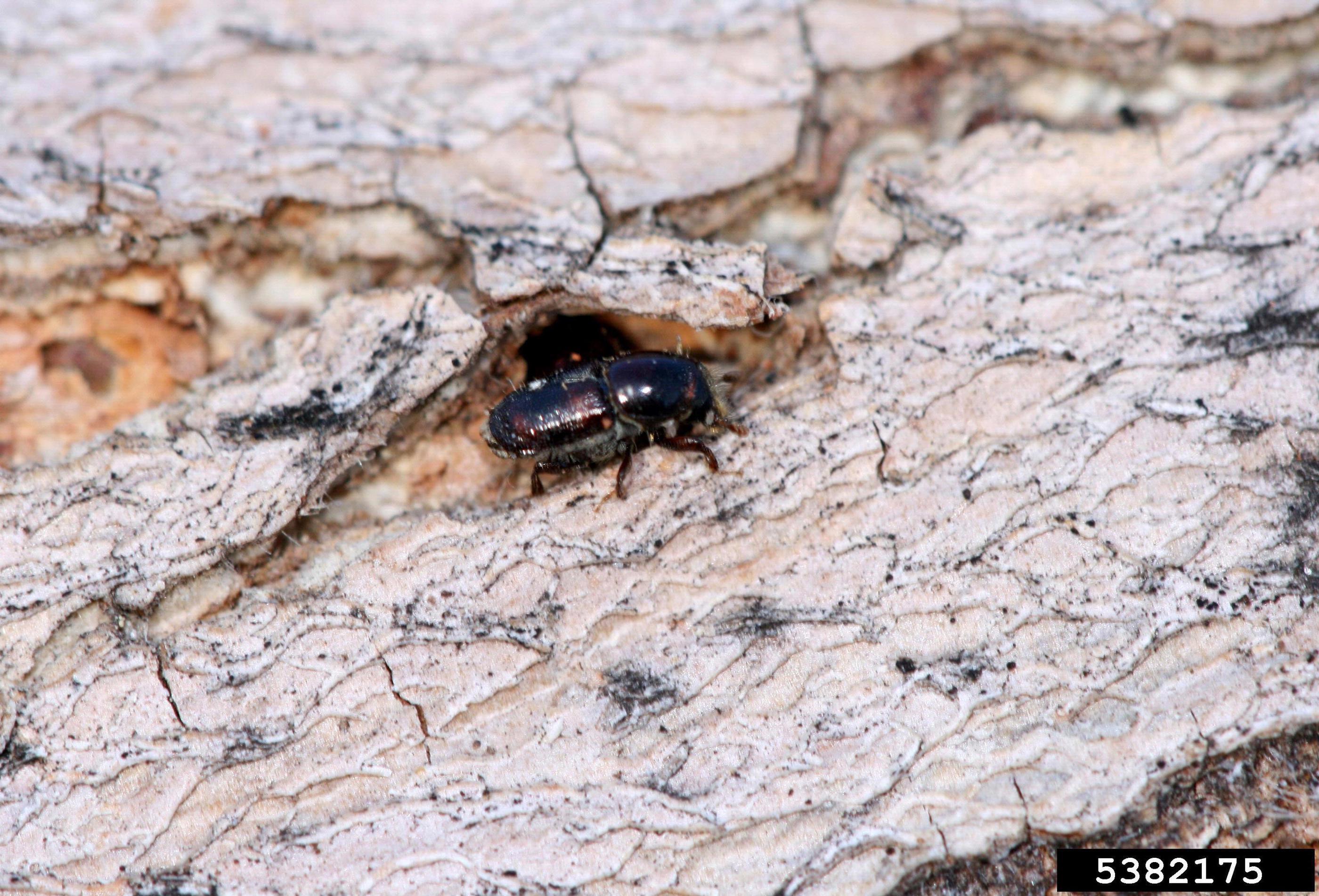 tree trunk with borer infestation