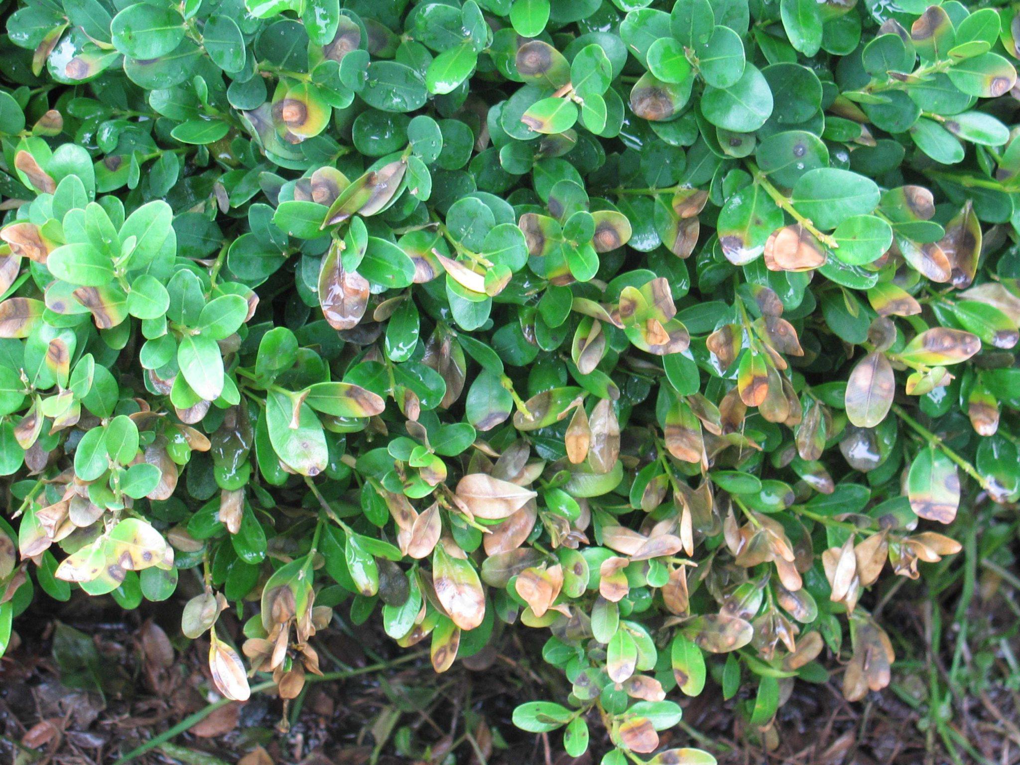 diseased shrub with boxwood blight