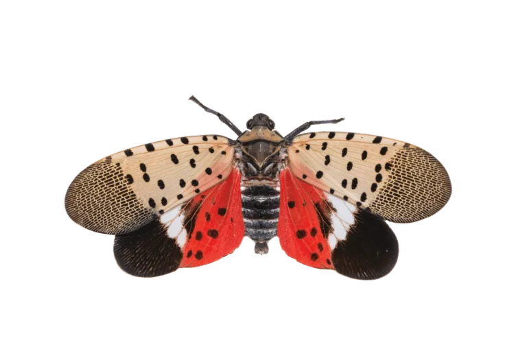 spotted lanternfly