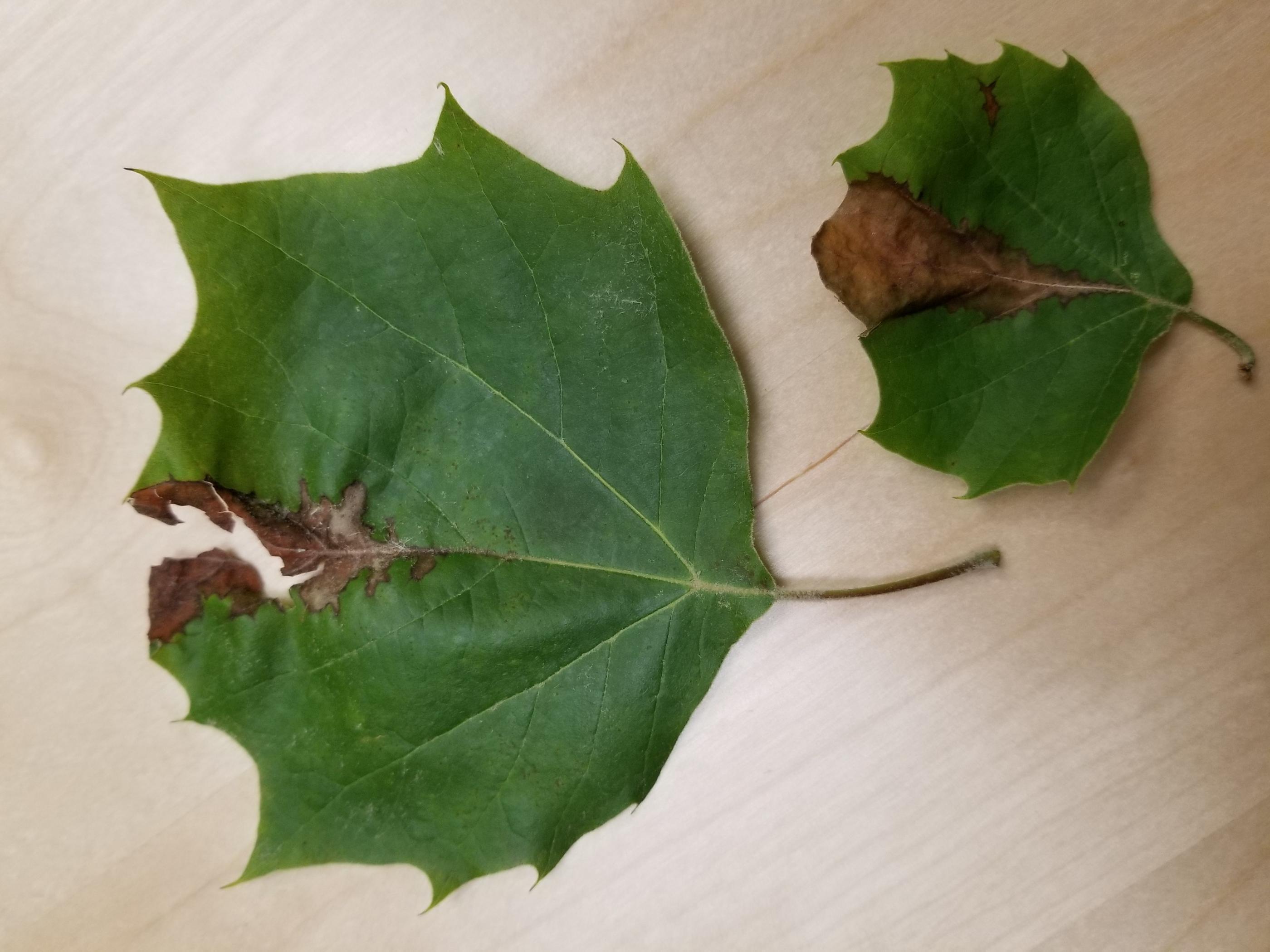 leaf spot disease