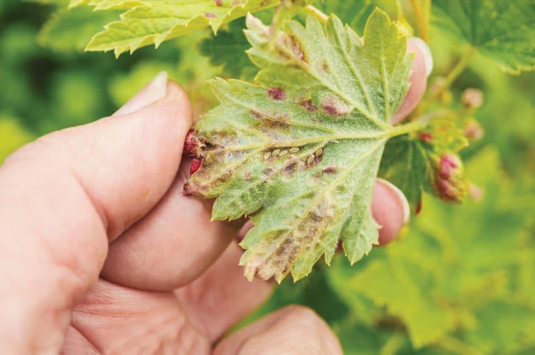 leaf with aphids