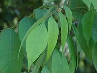 Ash tree leaves