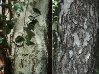 Birch tree bark