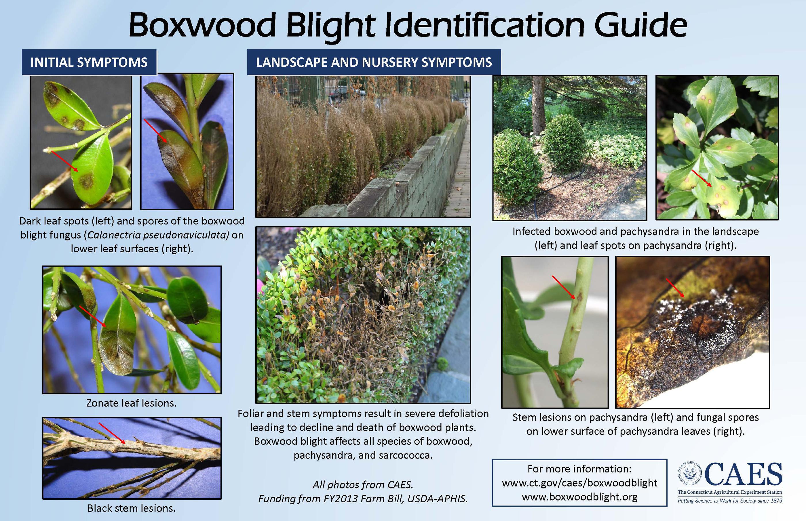 a guide to identify boxwood blight