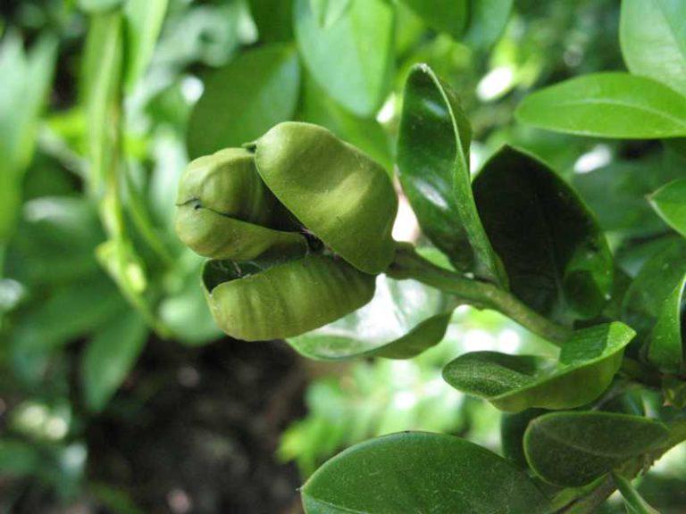 Boxwood psyllid