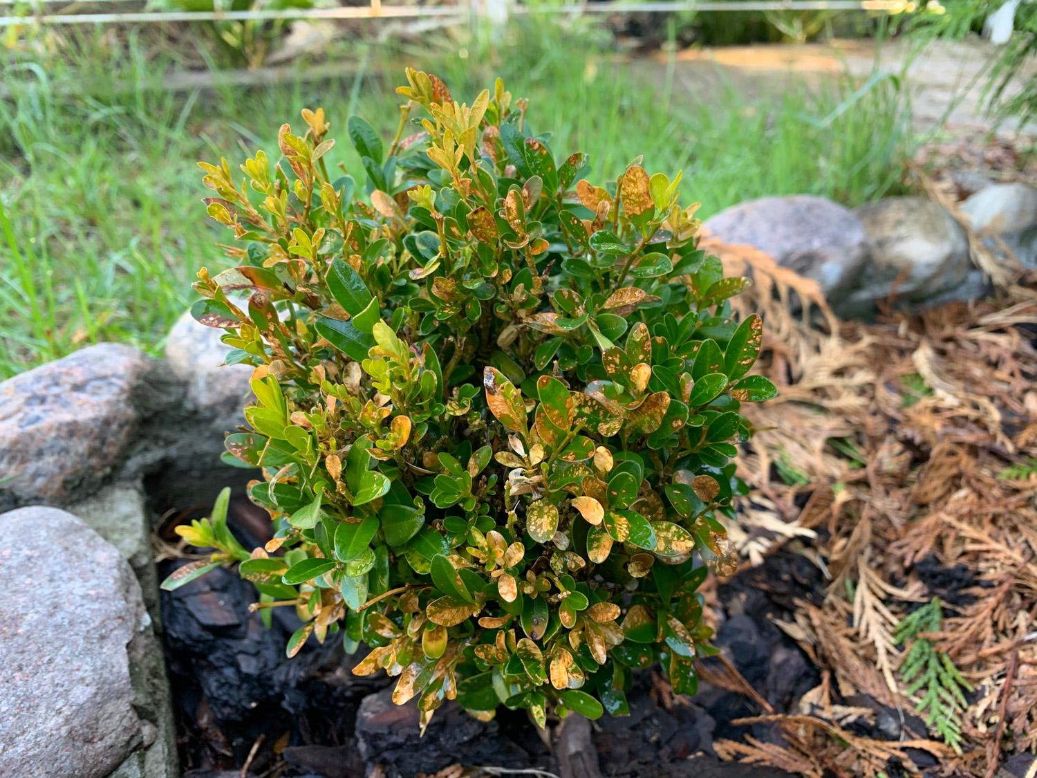 boxwood with leafminers