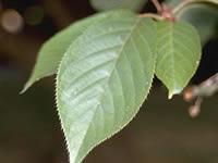 Cherry tree leaves