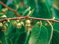 Common persimmon fruit tree