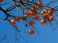 Common persimmon tree with fruit