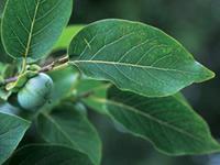 Common persimmon leaves