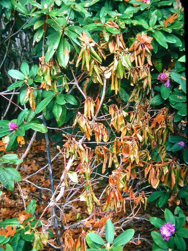 a plant with root rot