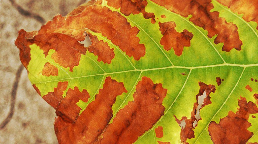 leaf with fire blight