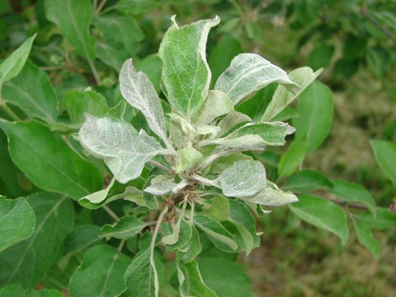 a leaf with powdery mildew