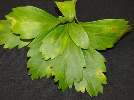 Pachysandra volutella blight