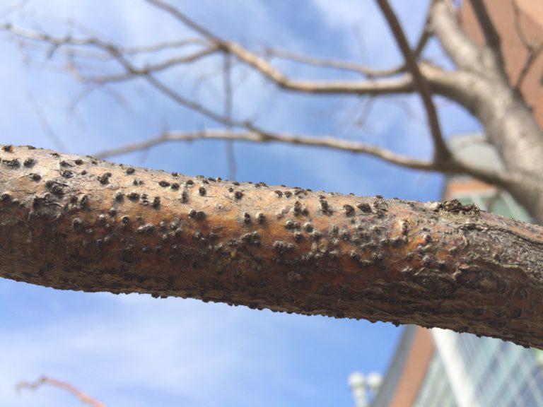 tree bark with cankers