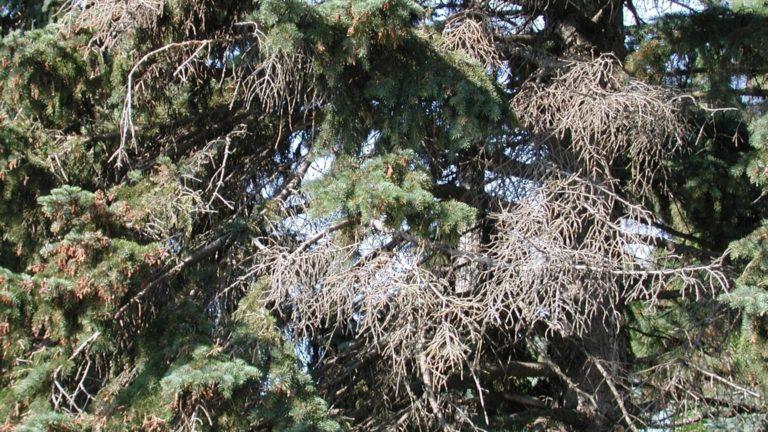 dying branches on a tree