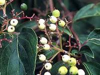 Dogwood leaves