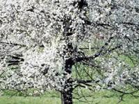 Flowering dogwood tree