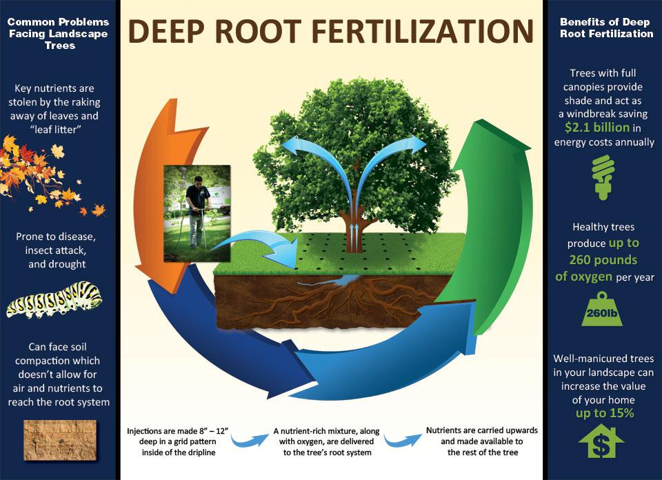 Deep Root Fertilization infographic explaining the process