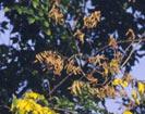 Diseased elm tree leaves