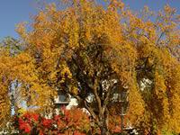 Large elm tree