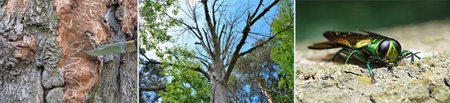 emerald ash borer 