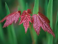 red leaves