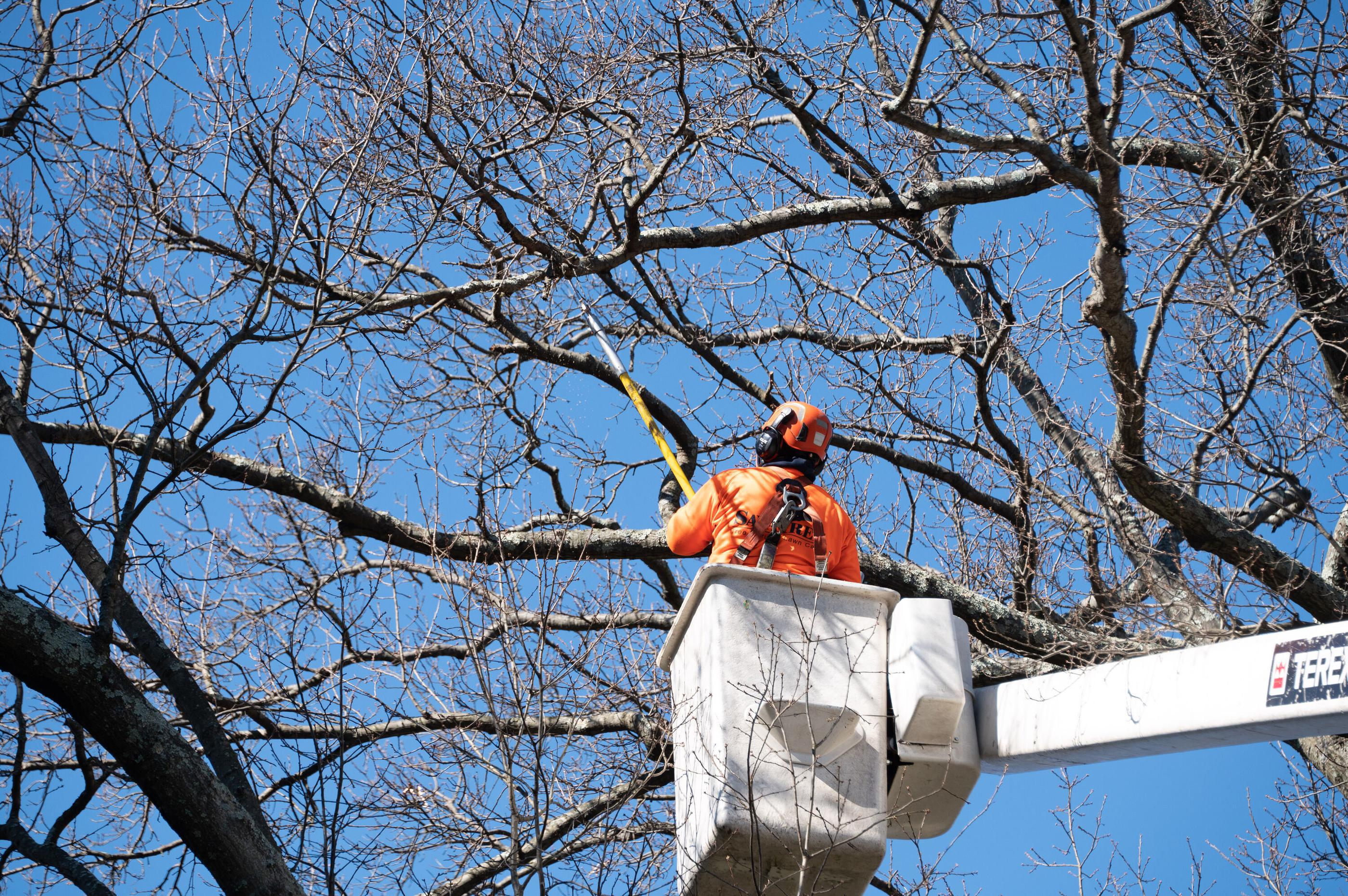 An arborist trimming tree branches