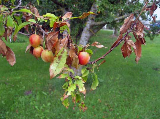 a diseased fruit tree