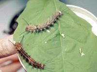 spongy moth larvae