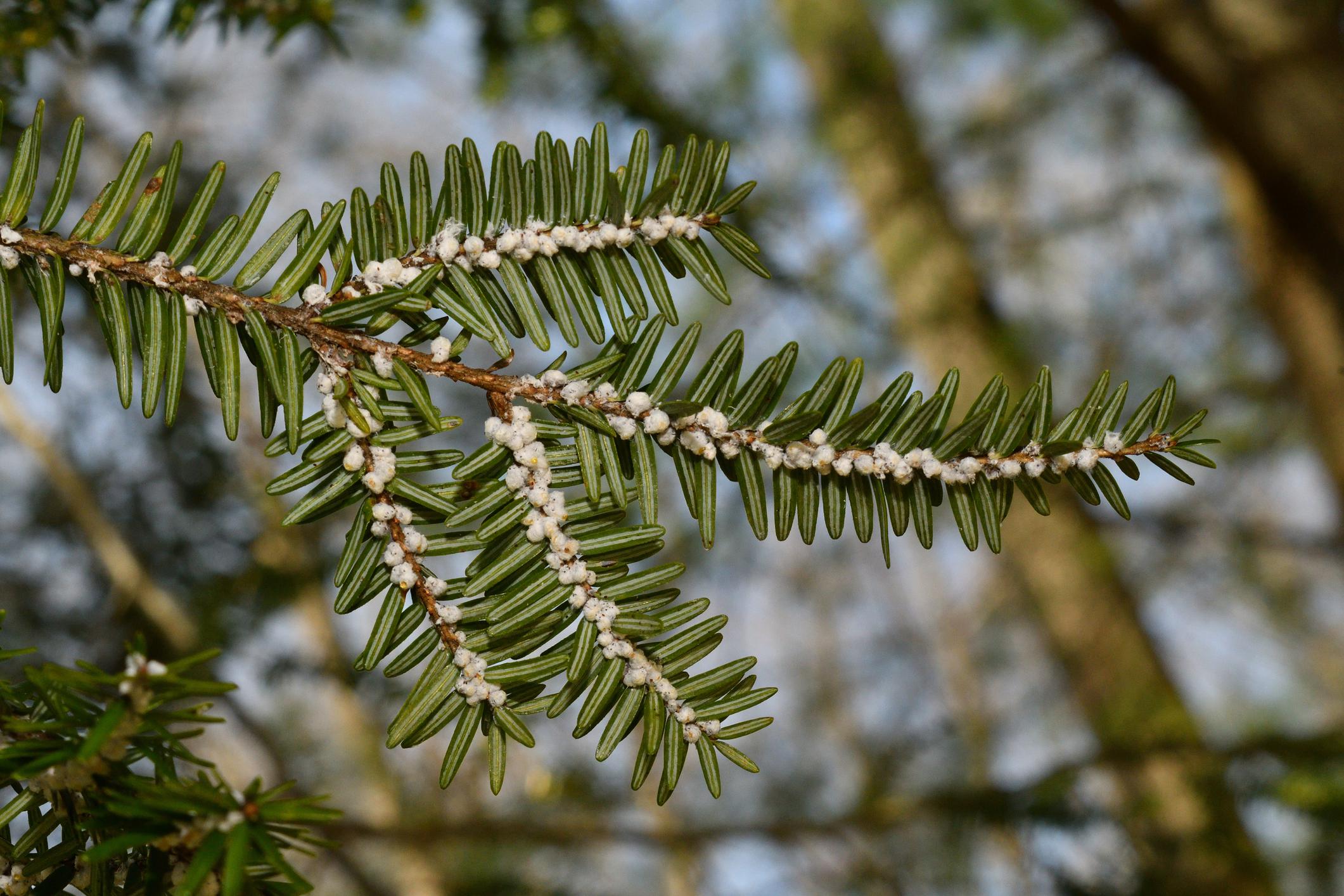 leaf with adelgids