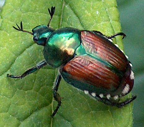 Japanese leaf beetle