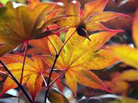 Japanese maple tree leaves