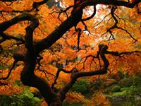 Large japanese maple tree