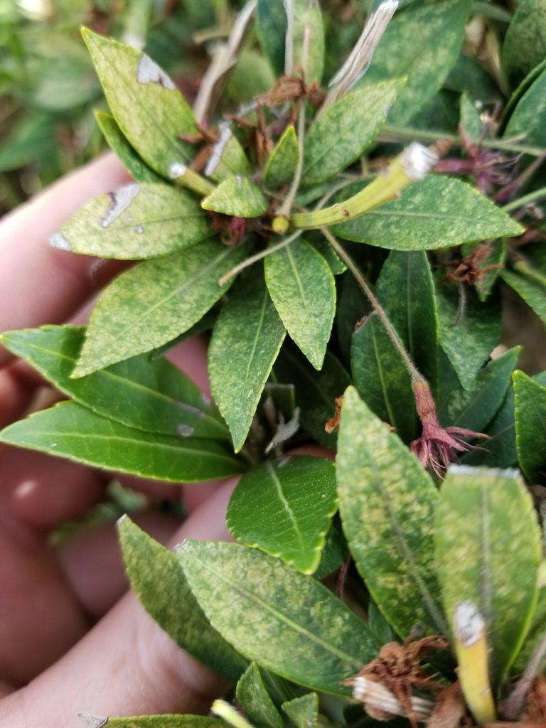 leaves infected with lace bug insects