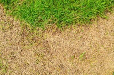 a lawn damaged by lawn mites