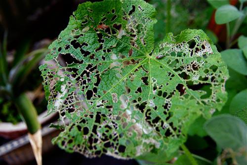 a damaged leaf