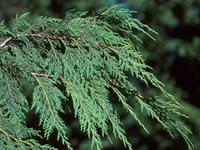 Leyland cypress leaves