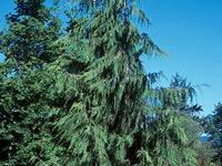 Leyland cypress tree