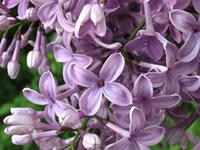 lilac flowers