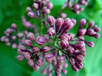 Lilac flowers