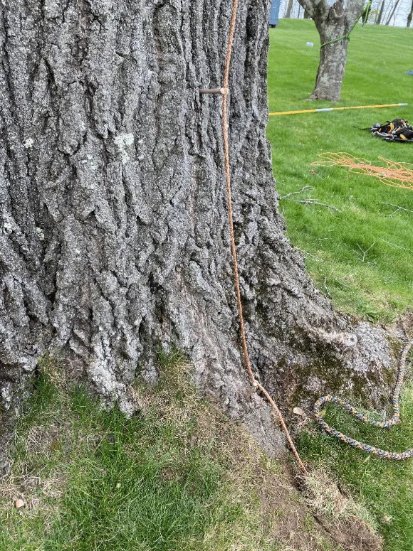 a tree with a lightning protection system installed