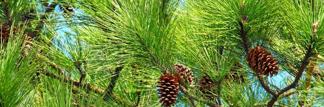 Pine trees