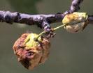 Diseased plum tree branches