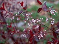 Plum tree leaves with flowers