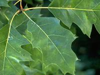 Oak tree leaves